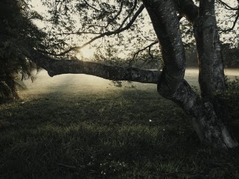 Closeup Photo of Lone Tree