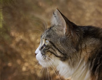 Closeup Photo of Lynx