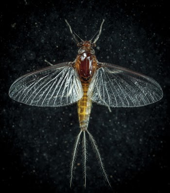 Closeup Photo of Mayfly