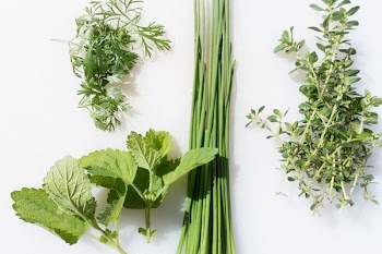 Closeup Photo of Mint