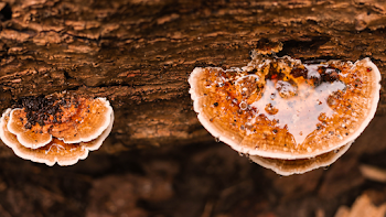 Closeup Photo of Mushrooms