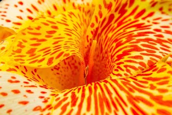 closeup photo of orange and yellow petaled flower