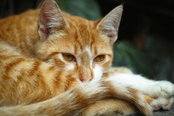 Closeup Photo of Orange Tabby Cat