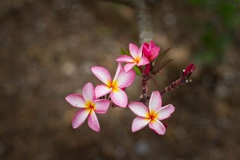 closeup photo of pink-and-white petaled flower