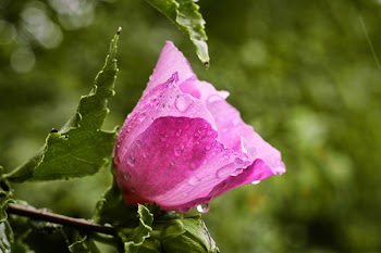 Closeup Photo of Pink Petaled Flower