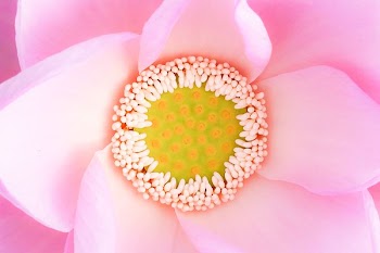 closeup photo of pink petaled flower