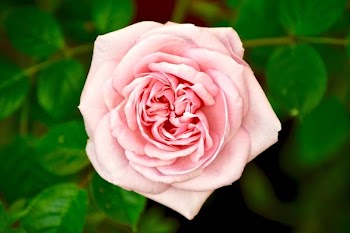 closeup photo of pink rose