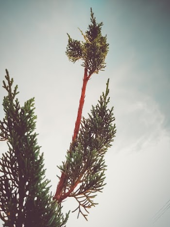 Closeup Photo of Plant