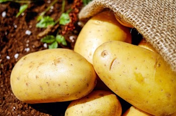 Closeup Photo of Potatoes
