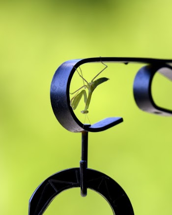Closeup Photo of Praying Mantis