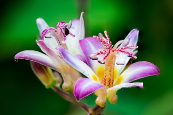 Closeup Photo of Purple-and-white Petaled Flowers