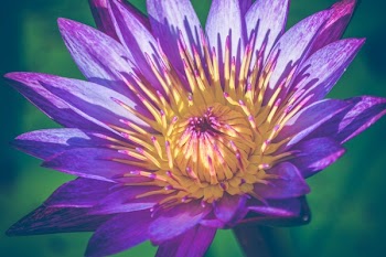 Closeup Photo of Purple and Yellow Water Lily Flower