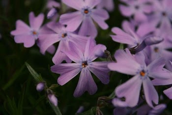 closeup photo of purple petaled flowers