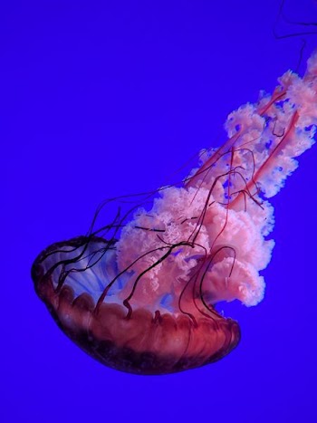 closeup photo of red and pink jelly fish