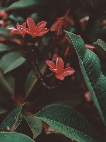 Closeup Photo of Red Flowers
