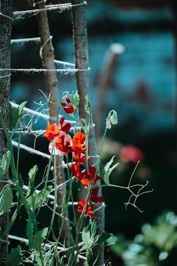closeup photo of red petaled flowers