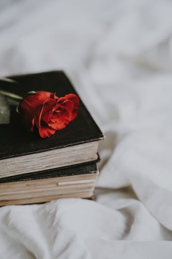closeup photo of red rose on black book