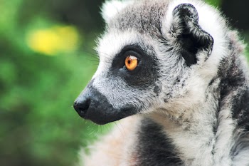 Closeup Photo of Sifaka