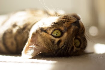 Closeup Photo of Silver Tabbby Cat