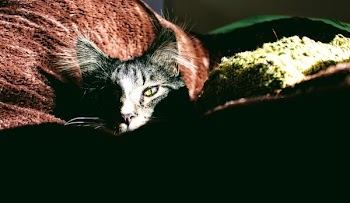 Closeup Photo of Silver Tabby Cat on Red Textile