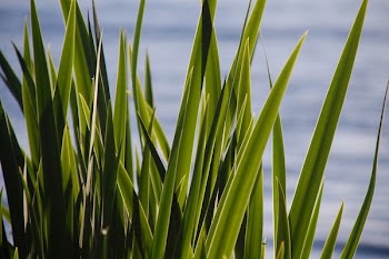 closeup photo of snake plants