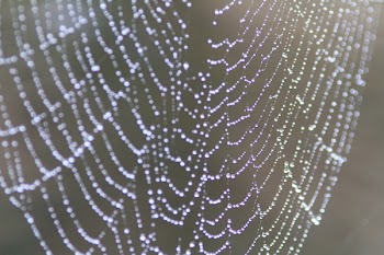 Closeup Photo of Spider Web