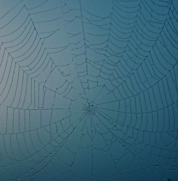 Closeup Photo of Spider Web With Dew Drops
