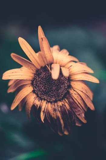 closeup photo of sunflower