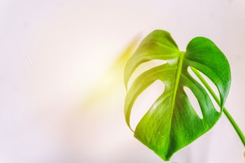Closeup Photo Of Swiss Cheese Leaf
