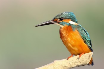 closeup photo of teal and orange bird