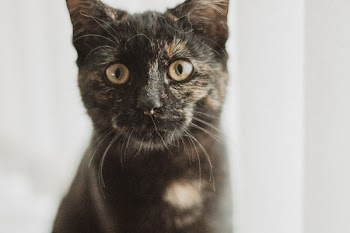 Closeup Photo of Tortoiseshell Cat