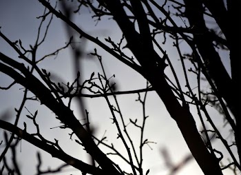 closeup photo of tree branch