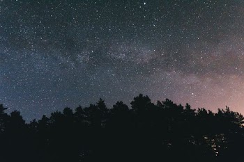 closeup photo of trees during night time
