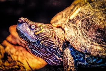 Closeup Photo of Turtle