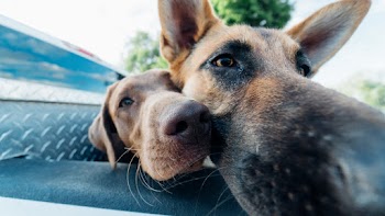 Closeup Photo of Two Dogs in Vehicle