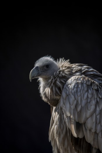 Closeup Photo of Vulture