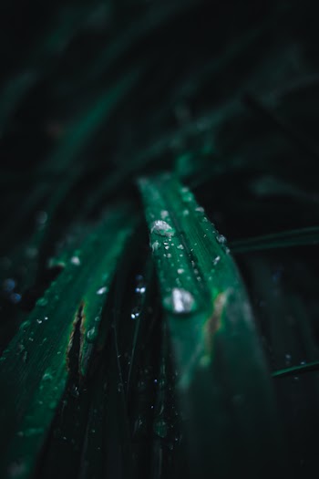 Closeup Photo of Water Drops in Linear Leaf Plant