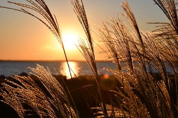 Closeup Photo Of Wheat During Golden Hour