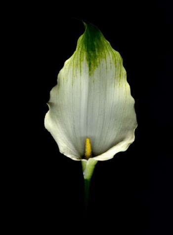 closeup photo of white and green laceleaf