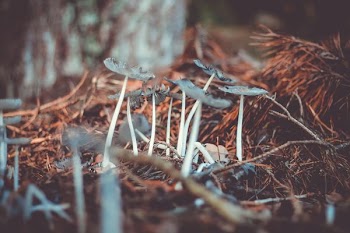 closeup photo of white mushrooms