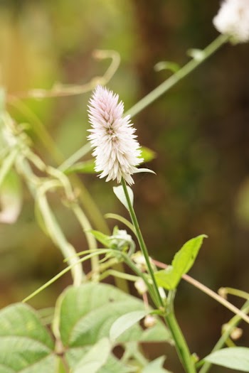 Closeup Photo of White Petaled Flower