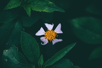 closeup photo of white petaled flower