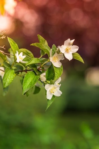 closeup photo of white petaled flower