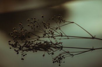 Closeup Photo of Withered Flower