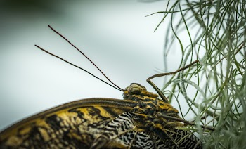 Closeup Photo of Yellow and Black Butterfly