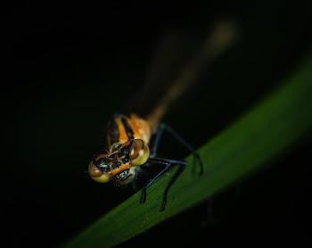 Closeup Photo of Yellow and Black Insect on Green Leaf