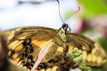 Closeup Photo of Yellow Butterfly