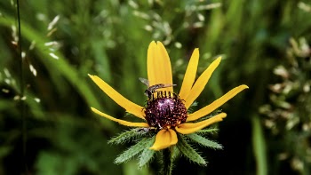 Closeup Photo of Yellow Petaled Flower