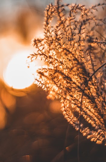 Closeup Photography Brown Leafed Plant during Golden Hours