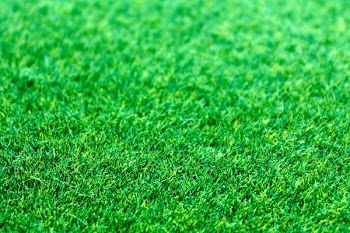 Closeup Photography Green Grass